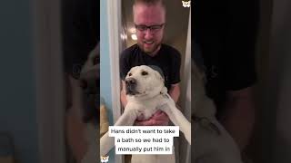 Give him a bath🤣🤣😂😂 #usa #dog #dogs  #foryou #fyp #funny #funyvideos #funnyanimals #catlover