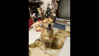 20250203心深さんMOV、お友達が作ってくれたここちゃんが歌う動画編 #cocoちゃん #dog