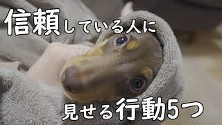 犬が信頼している人にしか見せない行動