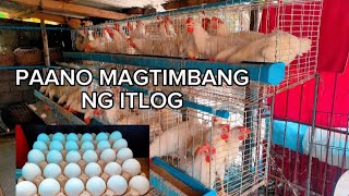 PAANO MAGTIMBANG NG ITLOG