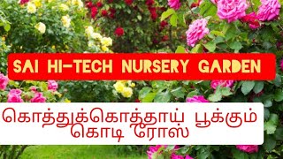 கொடி ரோஸ்/orchid rose/All types of Rose plant available oneday delivery in tamilnadu