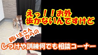 仔犬　お外歩かない　仔犬のしつけお散歩　しつけや訓練何でも相談コーナー