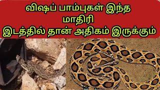 கொடிய விஷமுள்ள விரியன் பாம்புகள் இந்த மாதிரி இடத்தில் தான் அதிகம் இருக்கும்|SnakeSaga