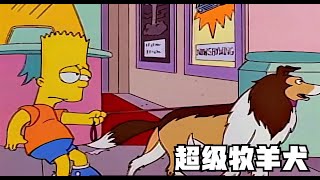 巴特刷爆信用卡，买了一只超级牧羊犬，十八般武艺样样精通！