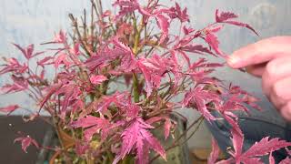 Winter work on Japanese maple bonsai p.2