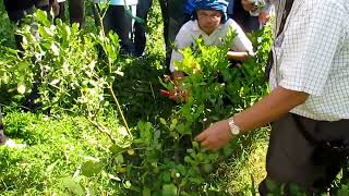 การตัดแต่งต้นมะกรูด โดย รศ.ดร.รวี เสรฐภักดี