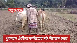 বহু পুরাতন ঐতিহ্য গরু দিয়ে জমিতে হাল চাষ।#shortsvideo #flowers #youtube #travelvlog