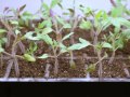 Step by Step: Growing Tomatoes from Seed Step by Step: Growing Tomatoes from Seed