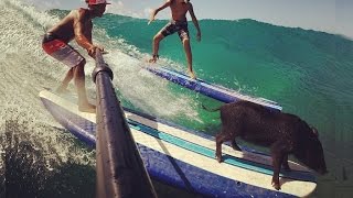 Help Kama the Surfing Pig!