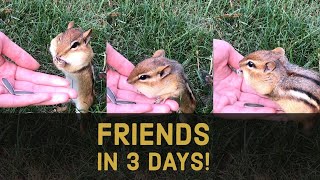 How To Become Friends With A Chipmunk in 3 Days!