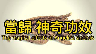 當歸的作用和功效The magical effects of Angelica sinensis