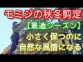 【モミジの秋冬剪定】自然風に小さく保つための適期の手入れ方法(2023年11月)🍁🎶