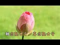 🙏大慈大悲觀世音🙏 天籟美聲 ~ 齊豫 （2019點燈· 人生好風景）