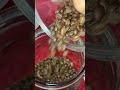 ASMR Refilling Coffee Beans | Oddly Satisfying Sound effects #sound #effects #coffee #seed #shorts