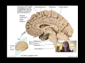 Lecture11 Central Nervous System