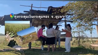 #ทุ่งกระดุมเงินกระดุมทอง #อุบลราชธานี  ขับรถชมวิว🛵🌿🌳🌞