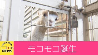 モコモコすくすく…２年連続でアルパカの赤ちゃんが誕生…釧路市動物園　名前未定　来月下旬に公開へ