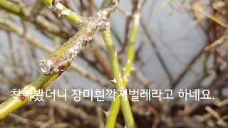 장미흰깍지벌레라고 들어 보셨나요? - a scale insect, a coccid