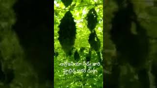 Agroisia Seeds Bitter Gourd Durga || ఆగ్రోఇసియా సీడ్స్ వారి కాకర దుర్గా || 9550605605 ||