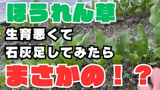 【ほうれん草】弱酸性だったので途中で石灰足してみたらどうなるの？