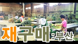 재구매면 말 다했쥬? 채소결속기/대파결속기 출하 / Vegetable bending machine, tying machine