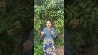 ផ្លែមៀននៅចំការ Longan at my farm #deliciousfruit  #youtubeshorts