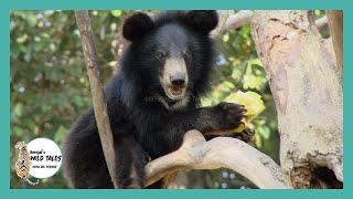 কালো ভাল্লুক || Black Bear