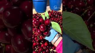 cherry tree beautiful short viral video clip #YouTube_shorts