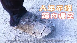 6500买的毛驴两腿打颤，蹄内漏空成灰指甲，师傅修蹄后赚了