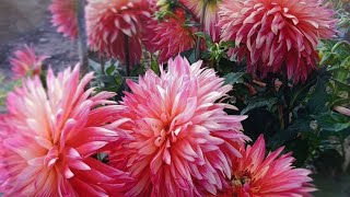 Healing Dahlia garden　2024