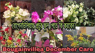 Bougainvillea December Care and Fertilizer / বোগেনভিলিয়ায় কিভাবে পাবেন প্রচুর ফুল?