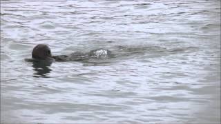 California sea lion surprises sea otter