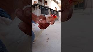 nose Clip for hen#chicken #views #viral #life #hen #video