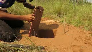 Awesome Quick Bird Trap Using Paiute karau - How To Make Bird Trap With The simple way