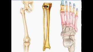 Marchand Biology - Bone ID - Lower Limb \u0026 Foot