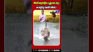 ఎగిరి తంతా నీ యక్క..ఎద్దు మామ పవర్🔥! Bull Jump Kick | 1TV NEWS | #bull #ox #oxfunny #bullfunny