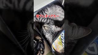 ぇ゙えぇー！まさかそんなとこに…#short #cat #保護猫 #猫のいる生活