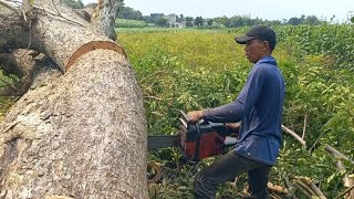 Sangat meresahkan petani akhirnya pohon ini ditebang