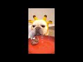 watching bulldog eating food can cure poor appetite really delicious ㅣ看可爱斗牛犬吃东西可以治愈食欲不佳，好吃美味真香！