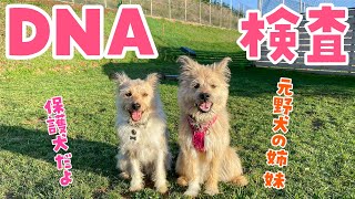 うちの保護犬を本当の姉妹かDNA検査してみた