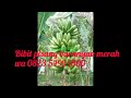 jual bibit pisang barangan merah || teknis budidaya pisang barangan merah 081260909968