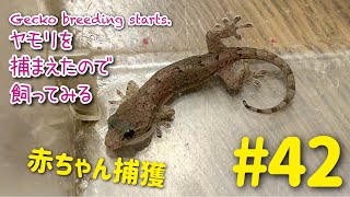 ヤモリを捕まえたので飼ってみる＃42「【速報】赤ちゃんヤモリ捕獲」