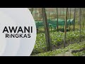 AWANI Ringkas: Bantuan kepada pesawah | Komander NTF baharu