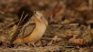 Rock Bird