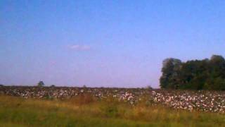 Crop dusted spraying cotton in thomasville ga