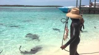 Shark Wrangling on the beach in the Bahamas