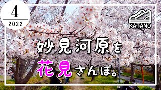 【交野】大阪の超穴場・花見スポット！妙見河原を花見さんぽ。【散歩】