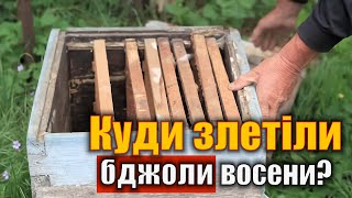 Осінній зльот бджолосімей. Які причини?