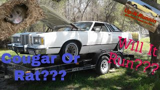 1979 Mercury Cougar - What Is Living Under The Hood??? - Will It Run???