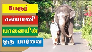 Perur Pateeswarar temple Elephant During Lockdown